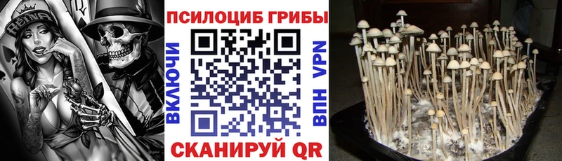 дарнет шоп  Кинель  Псилоцибиновые грибы ЛСД 